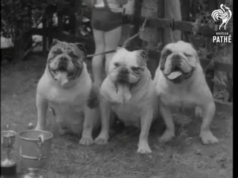 The Bulldog's Dilemma: Journey Through Time Exploring Early Cinematic Narrative!